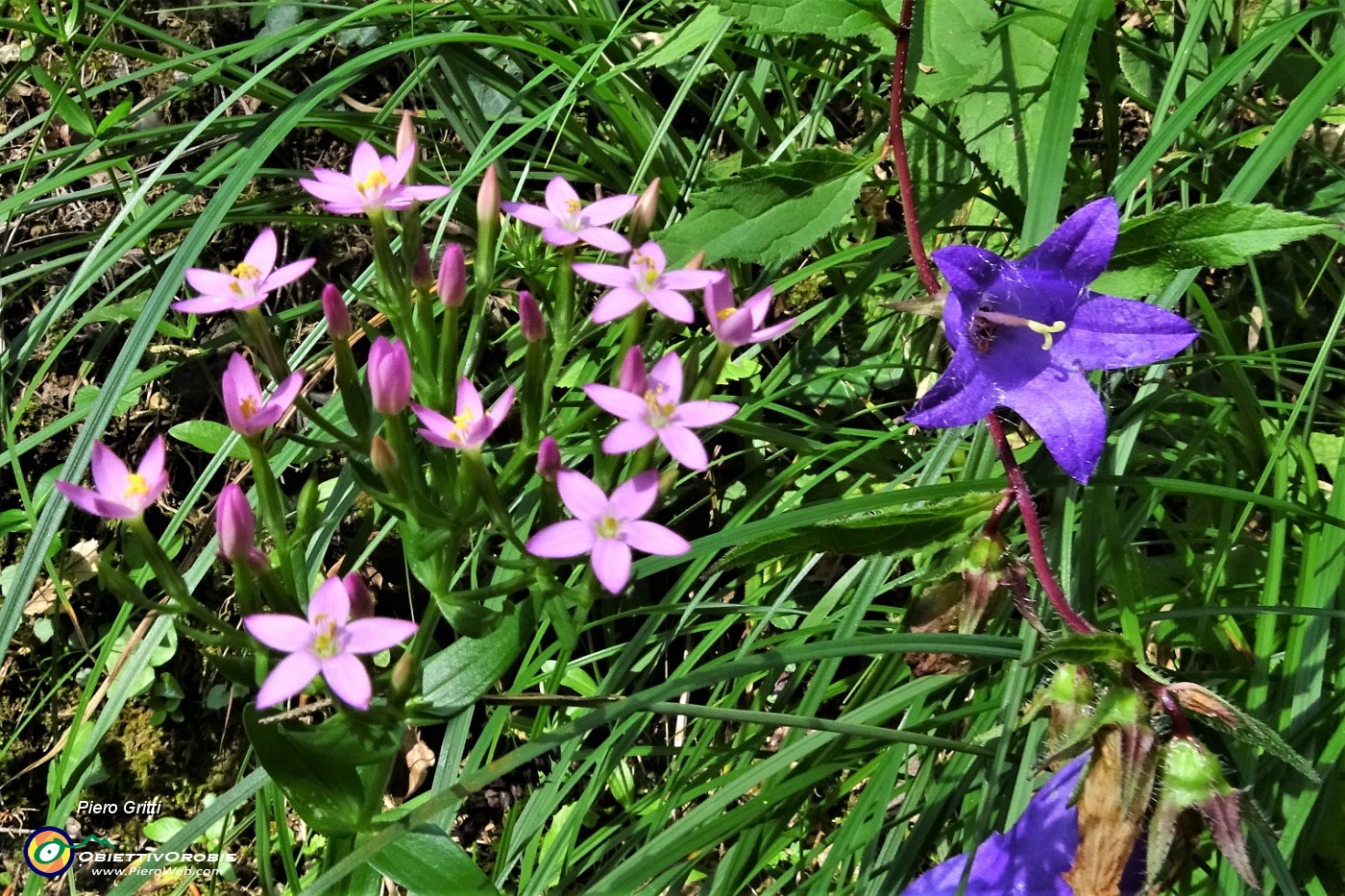 73 Sempre fiori di stagione sui sentieri per l'Arco di Pegherolo.JPG